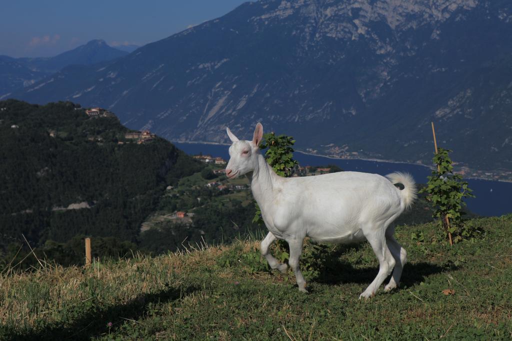 Agriturismo Al Franet Tremosine Экстерьер фото